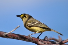 Vireo crassirostris