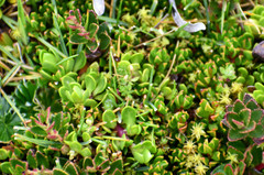 Baccharis caespitosa