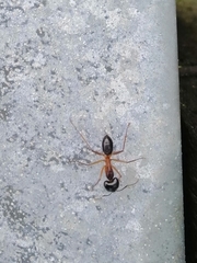 Camponotus festinus
