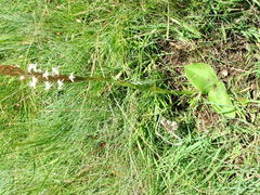 Satyrium longicauda longicauda