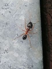 Camponotus festinus