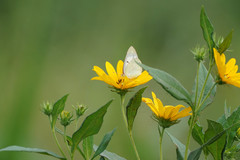 Colias poliographus