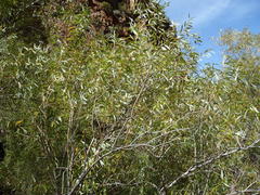 Salix mucronata mucronata