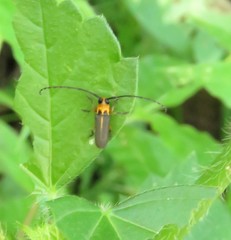 Essostrutha binotata