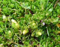 Baccharis caespitosa