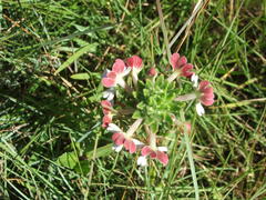 Zaluzianskya microsiphon