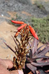 Aloe microstigma framesii