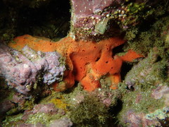 Dragmacidon mexicanum