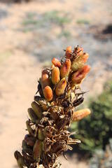 Aloe microstigma framesii