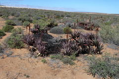 Aloe microstigma framesii