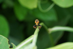 Cophinopoda chinensis