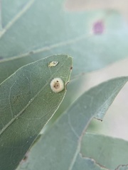 Neuroterus umbilicatus