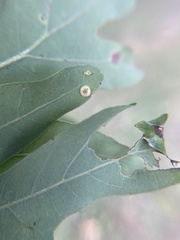 Neuroterus umbilicatus