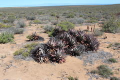 Aloe microstigma framesii