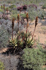 Aloe microstigma framesii