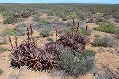 Aloe microstigma framesii