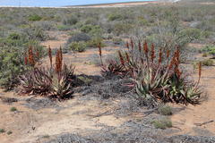 Aloe microstigma framesii