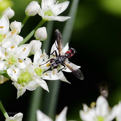 Cylindromyia intermedia