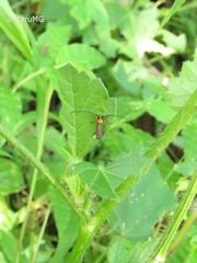 Essostrutha binotata