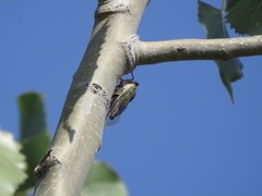 Megatibicen pronotalis