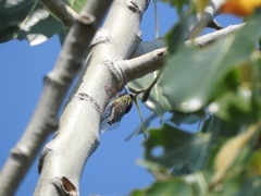 Megatibicen pronotalis