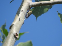 Megatibicen pronotalis