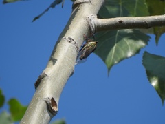 Megatibicen pronotalis