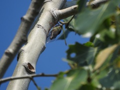 Megatibicen pronotalis