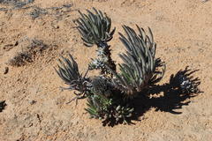 Tylecodon wallichii ecklonianus