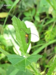 Essostrutha binotata