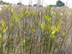 Cyperus textilis