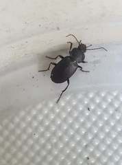 Licinus depressus