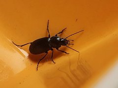 Licinus depressus