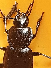 Licinus depressus