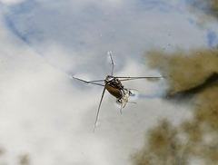 Trepobates inermis