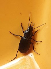 Licinus depressus