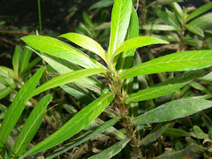 Hygrophila costata