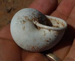 Trigonephrus