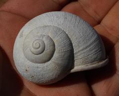 Trigonephrus