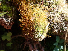 Distichium inclinatum