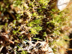 Distichium inclinatum