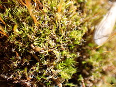 Distichium inclinatum