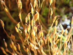 Distichium inclinatum