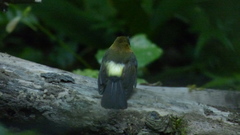 Myiobius sulphureipygius