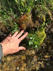 Distichium inclinatum