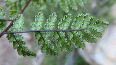Cheilanthes multifida multifida