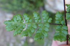 Cheilanthes multifida multifida