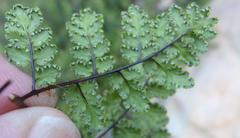 Cheilanthes multifida multifida