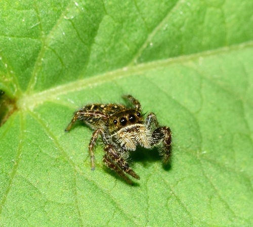 Phidippus cerberus