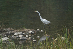 Ardea alba